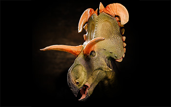 Artist's rendering of how researchers think <em>Lokiceratops rangiformis</em> may have appeared